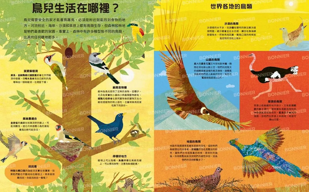好多好多的鳥