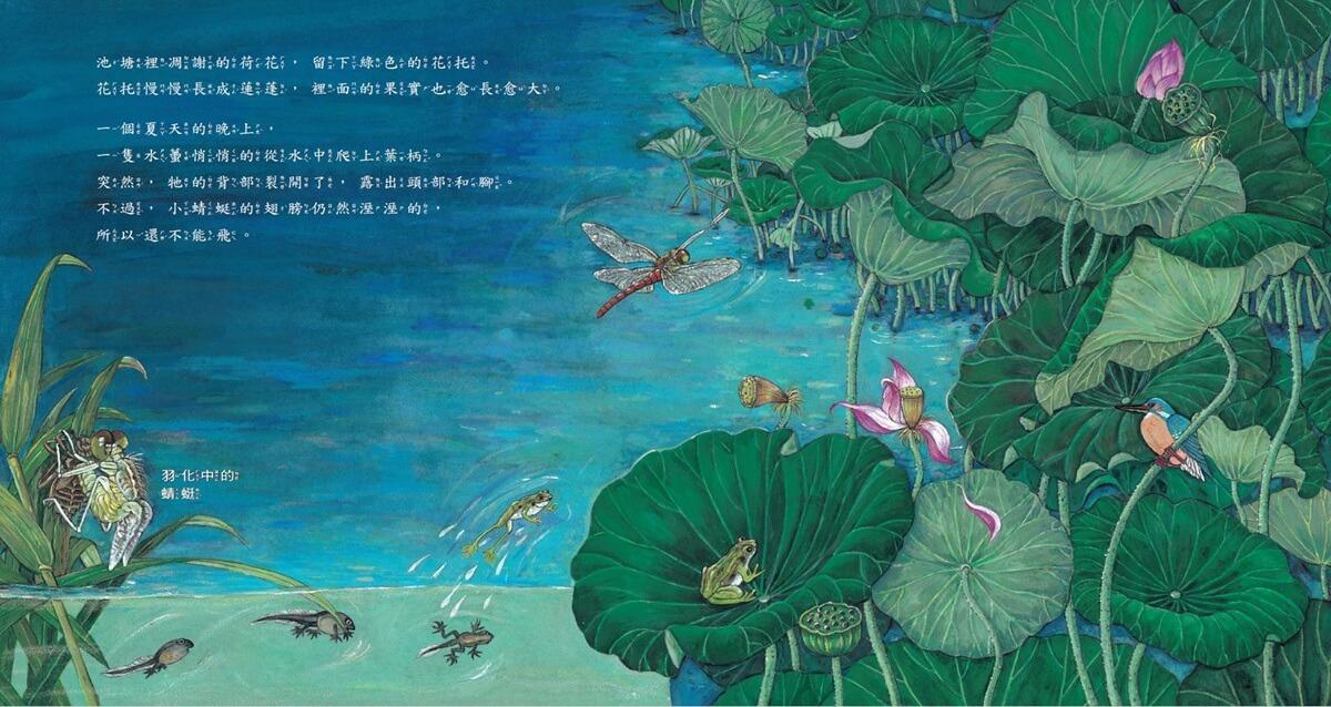荷花池的生態